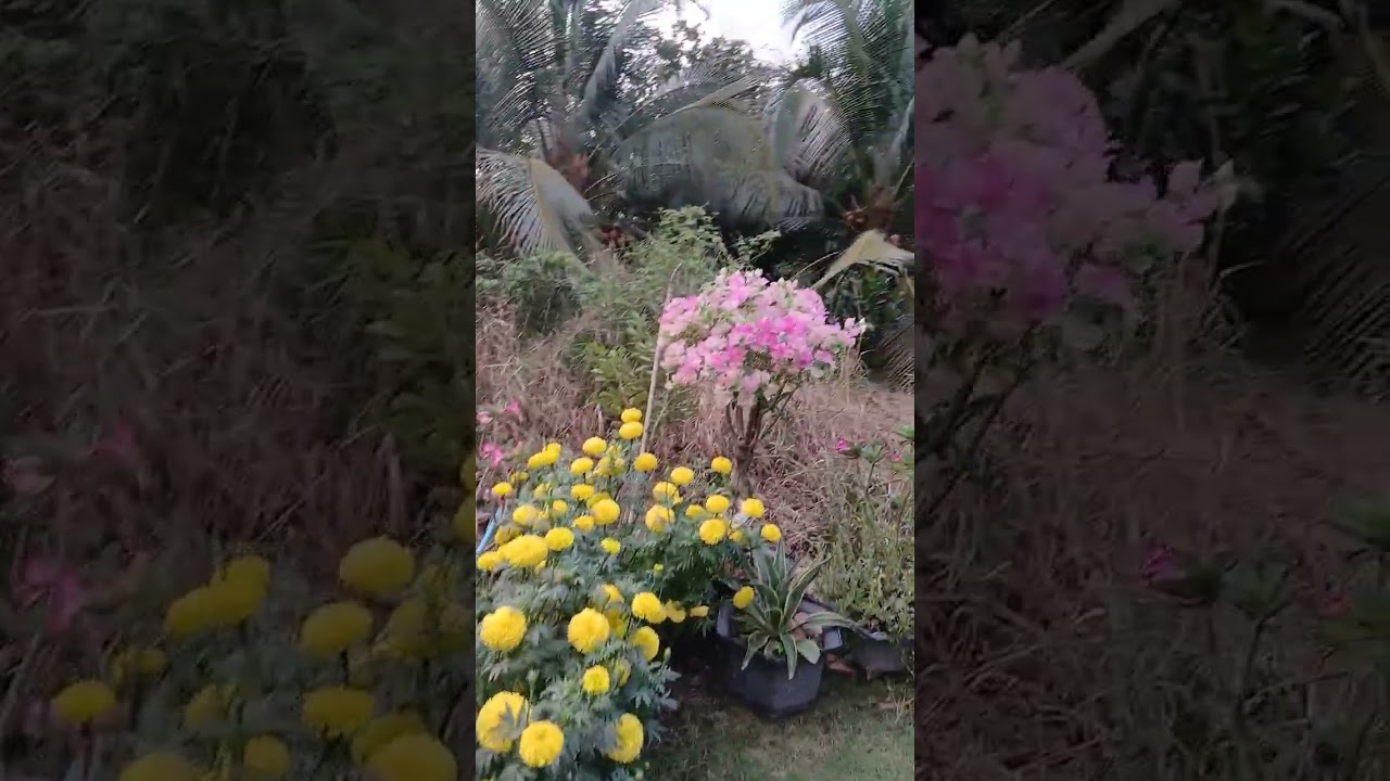 Vuon kieng ngay 04 tet 2026