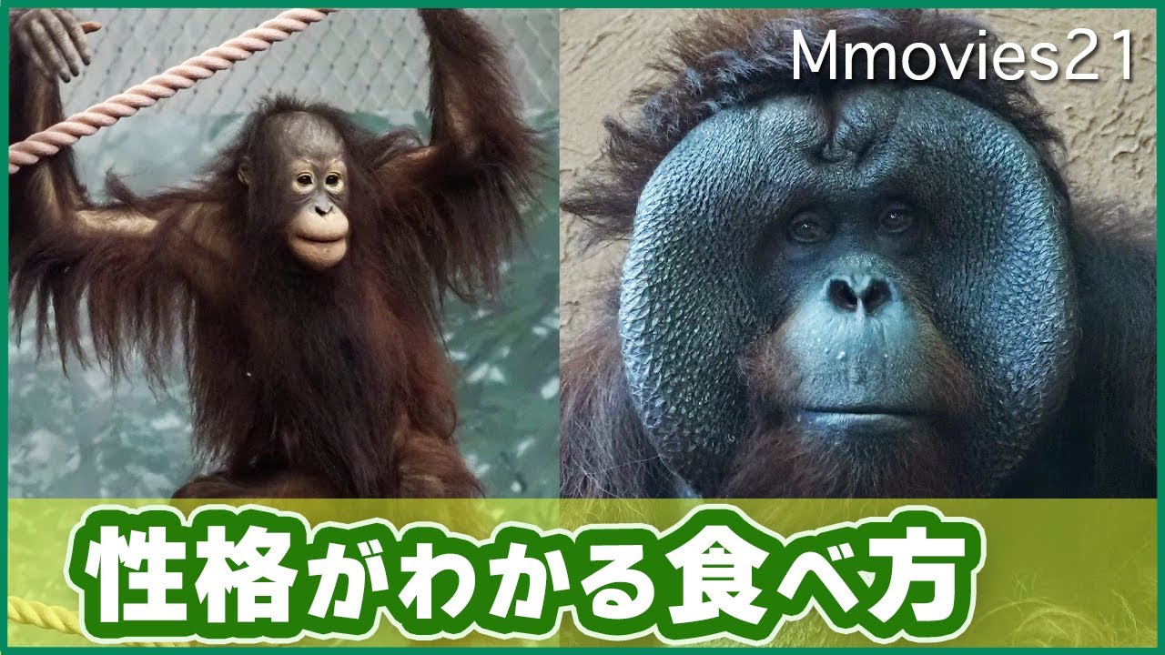 弟路郎も館内で公開！レイト消防ホースの企み〜オランウータンとボルネオの森でアキグミを楽しむ〜Bornean Orang-utan