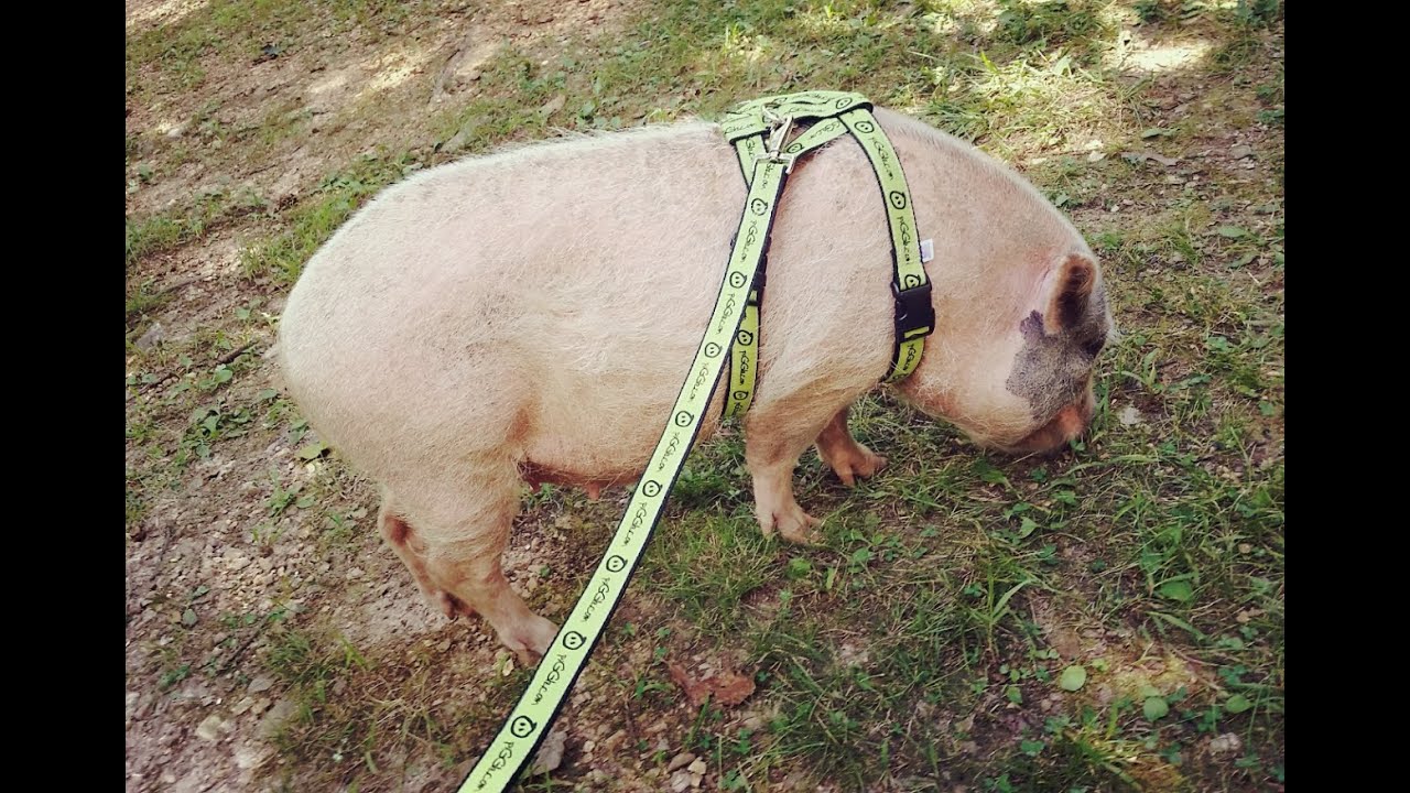 Mini Pig Harness & Leash Training: A Pig Pen Hill Guide