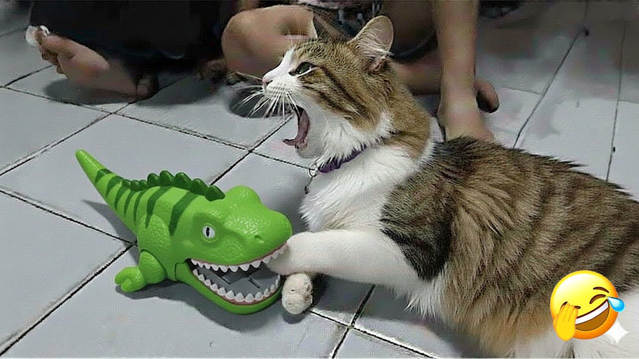 Funniest Cats and Dogs Clips 2026🐶🐱Try Not To Laugh🐱