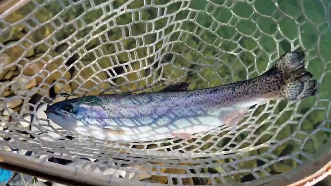 Pesca a mosca lago Fly fisher Mittagsee Domodossola