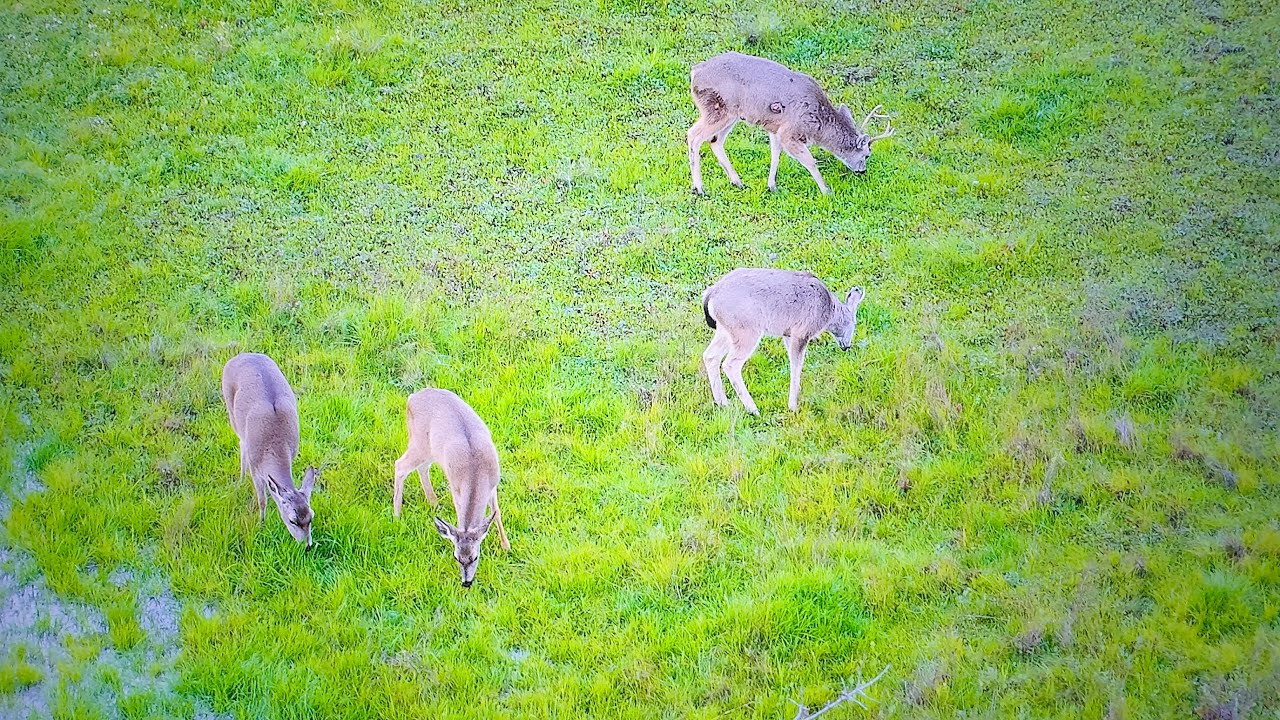 🕵🏻‍♂️🔬A FEBRUARY MONTH OF A 2026 YEAR, A NATURE FROM ABOVE, IN THE PLACER COUNTY, PART-2- ENJOY(:🕊️🤗