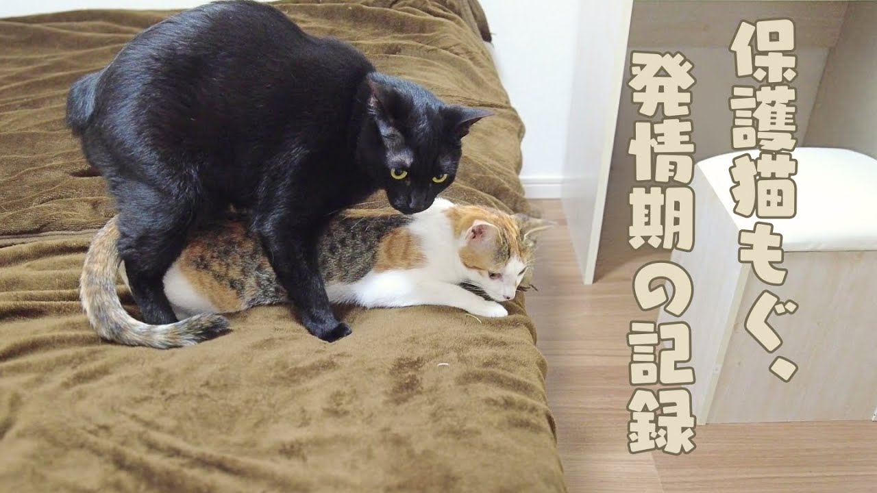 発情期のメス猫もぐ、避妊手術までの記録【鳴き声音量注意】