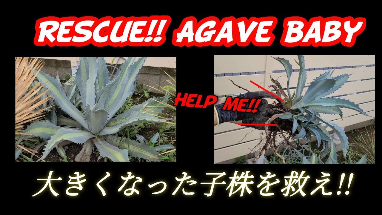 アガベ　アメリカーナの大きくなった子株を救え!!【前編】