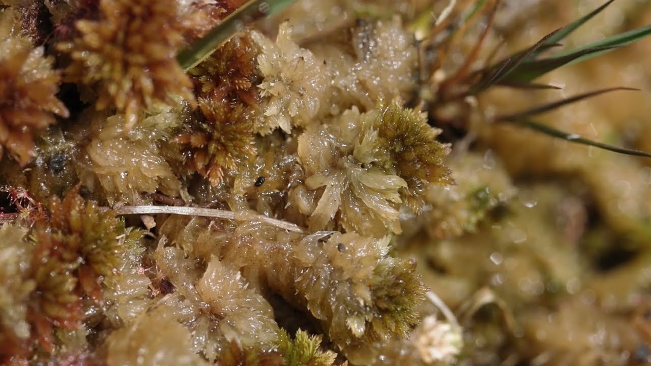 « L’eau à la source, tourbières des monts d’Ardèche»  un film de Nicolas Van Ingen.