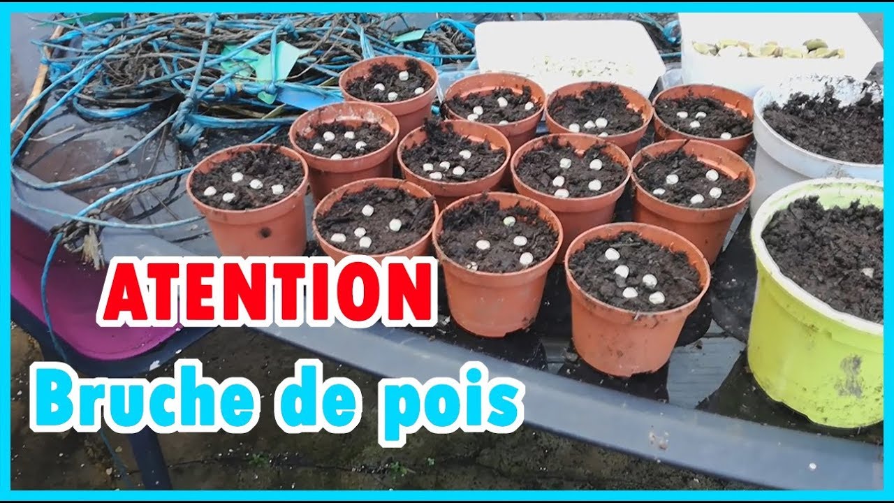ASTUCE haricots, petit pois et fèves ATTENTION à la bruche du pois dit le charançon