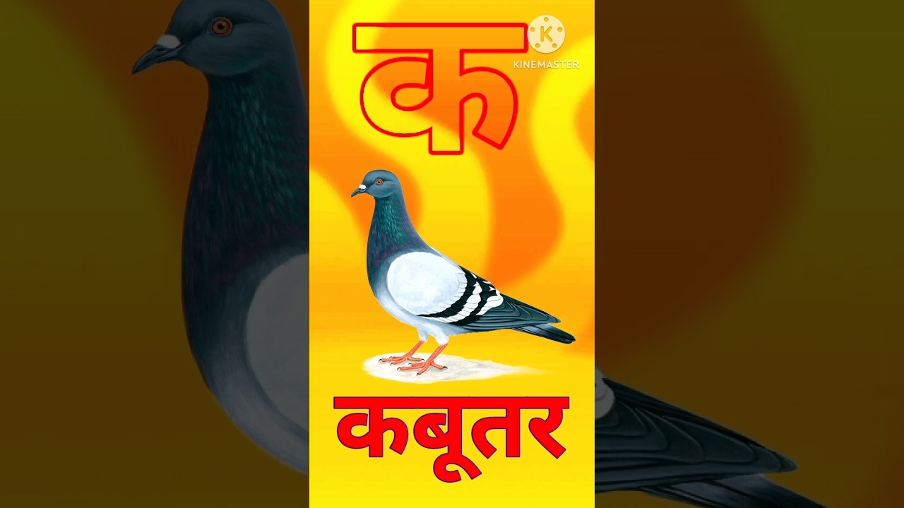 K se kabutar wala video,#shortfeed,#shortvideo #aseanar