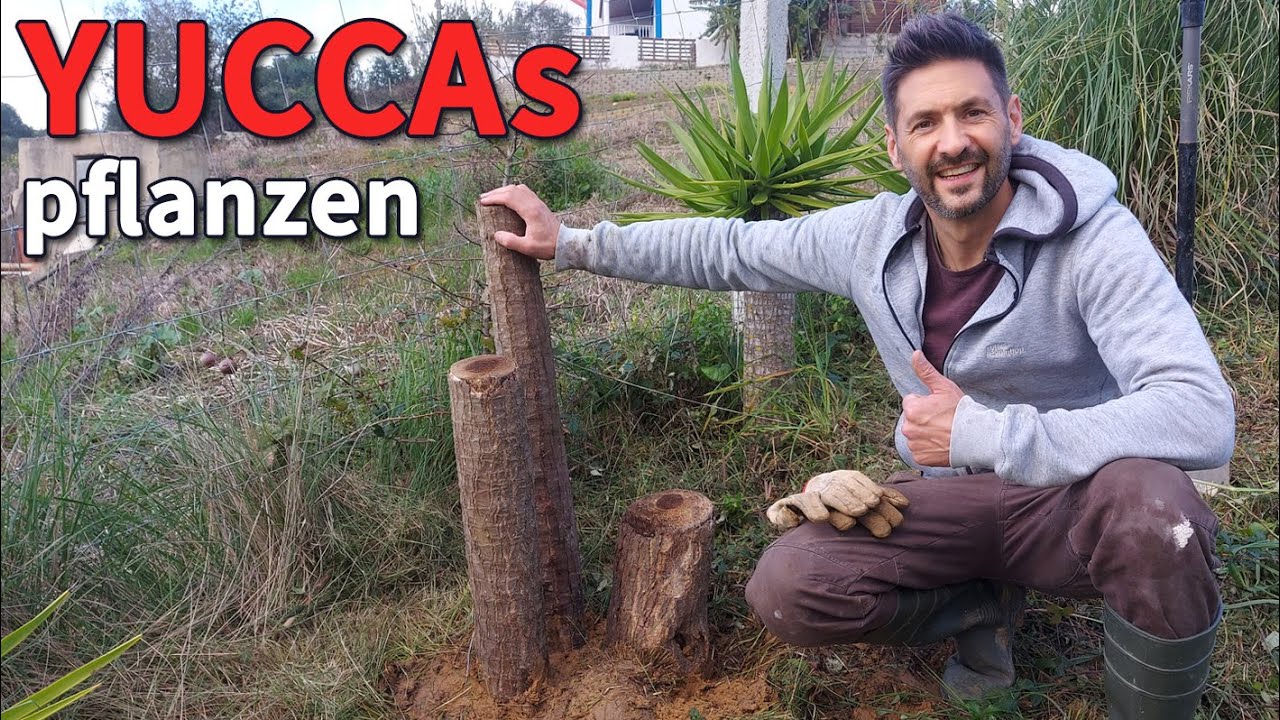 YUCCA Palmen pflanzen & vermehren - SUPER einfach und kostenlos!