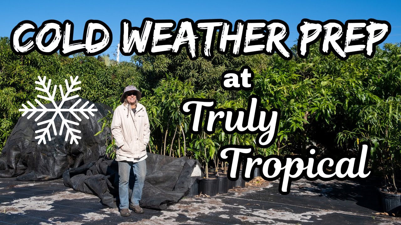 Cold Weather Prep at Truly Tropical