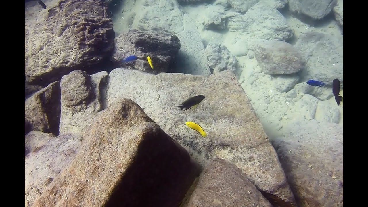 Labidochromis caeruleus at Mbowe Island