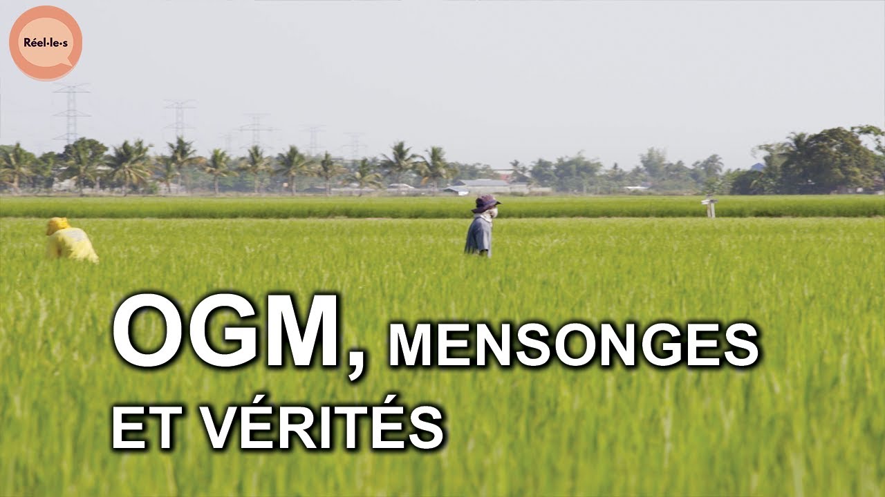 OGM, mensonges et vérités - PARTIE 2 | Réel·le·s