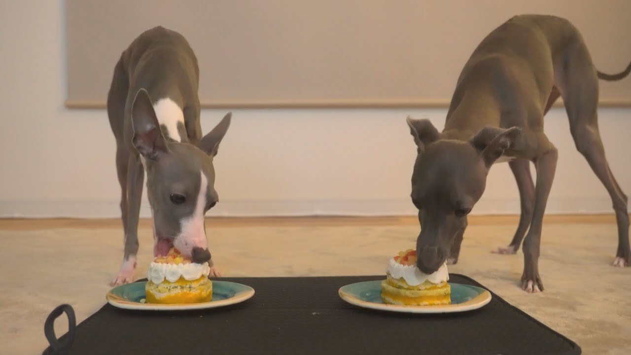 【イタグレとの暮らしVlog】小さなクリスマス｜A Little Christmas with Italian Greyhounds.