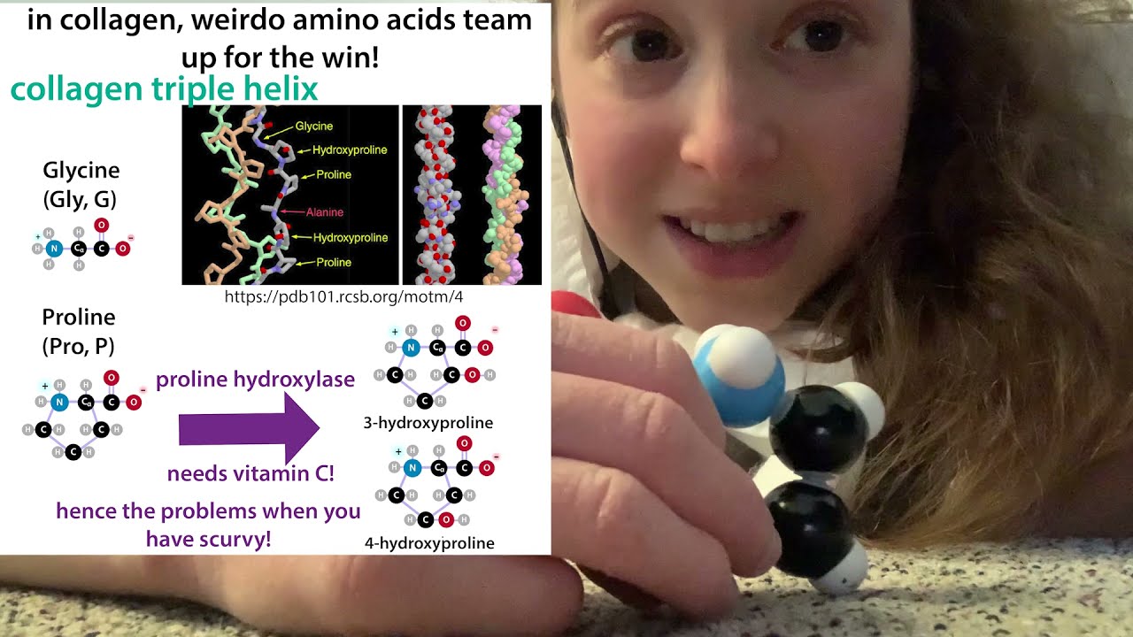 Proline biochemistry & structural awkwardness (cis-proline bonds, lack of H-bonding, collagen, etc.)