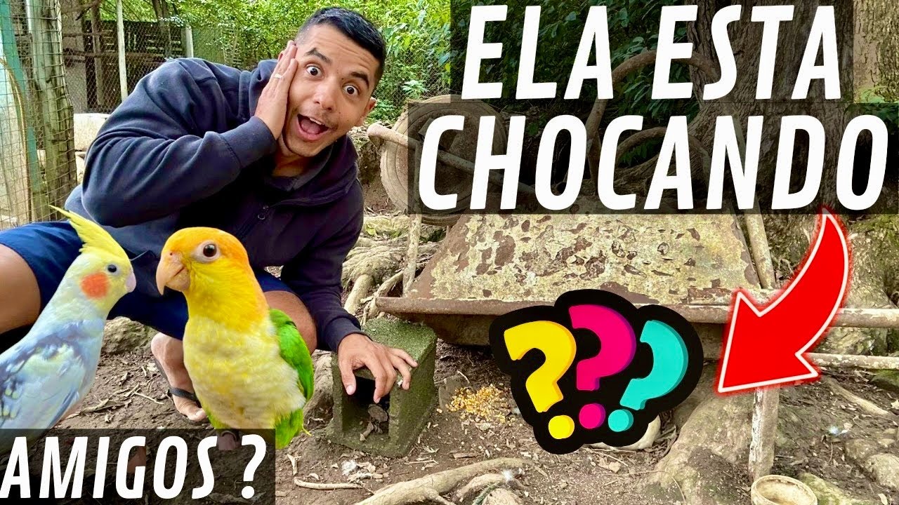 Encontro da Marianinha com a Calopsita | Tem uma ave Chocando | construindo viveiro | Aves Recriar