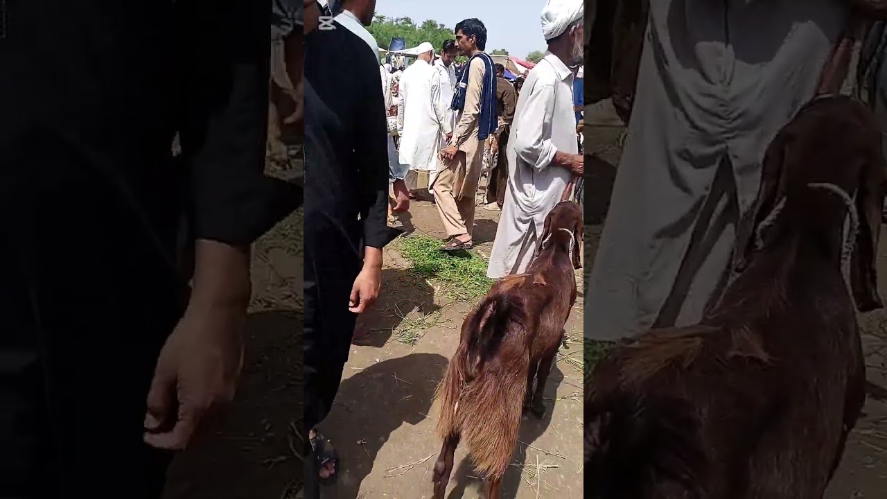 Peshawar arhat baba Milla  Bakra mandi 😱#viralvideo #cow #mountainswiev #mrbeast
