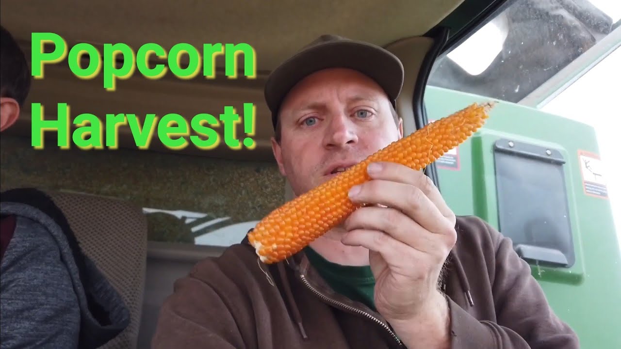 Popcorn Farming | Popcorn Harvest | Fielder Tracker 2020 Episode 6