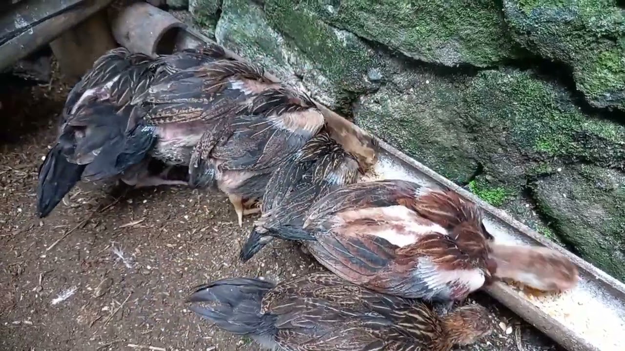 campuran pakan anak ayam kampung penggemukan umur 1 bulan