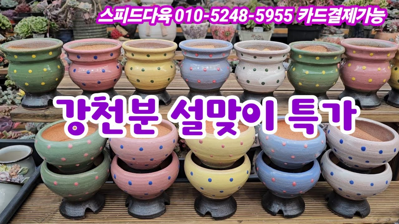 26.2.18 🌹#강천분 설맞이 특가🌹 돌담분 수목분 유레카분 스피드다육 010-5248-5955 전국택배가능 유료광고포함 #화분판매