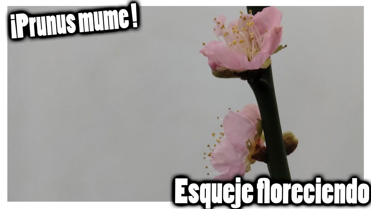 Mi esqueje de PRUNUS MUME FLORECIENDO