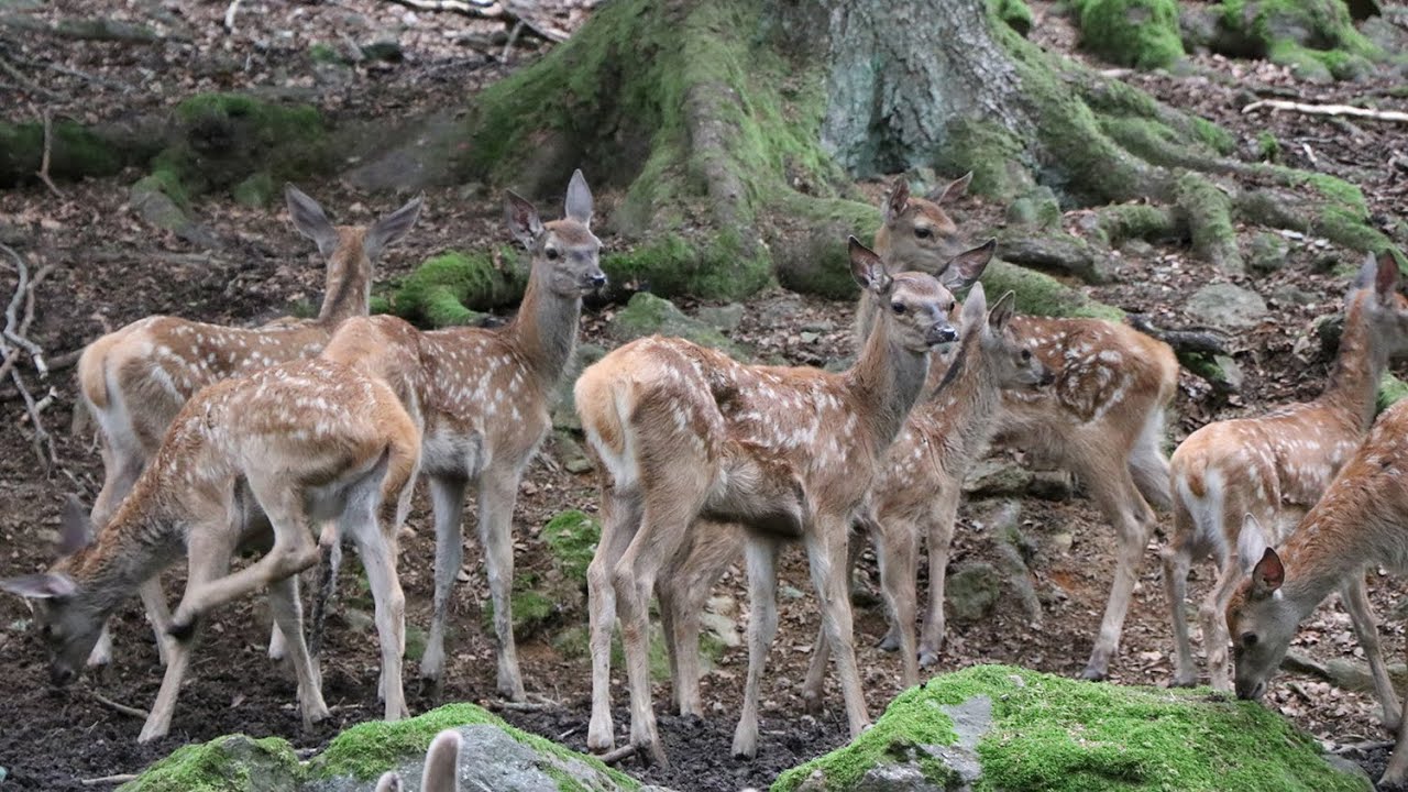 Vom Tiere füttern und Wege markieren: Nationalparkeinblicke ins Servicezentrum Lusen