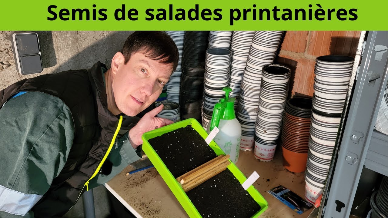 Semis de salades printanières