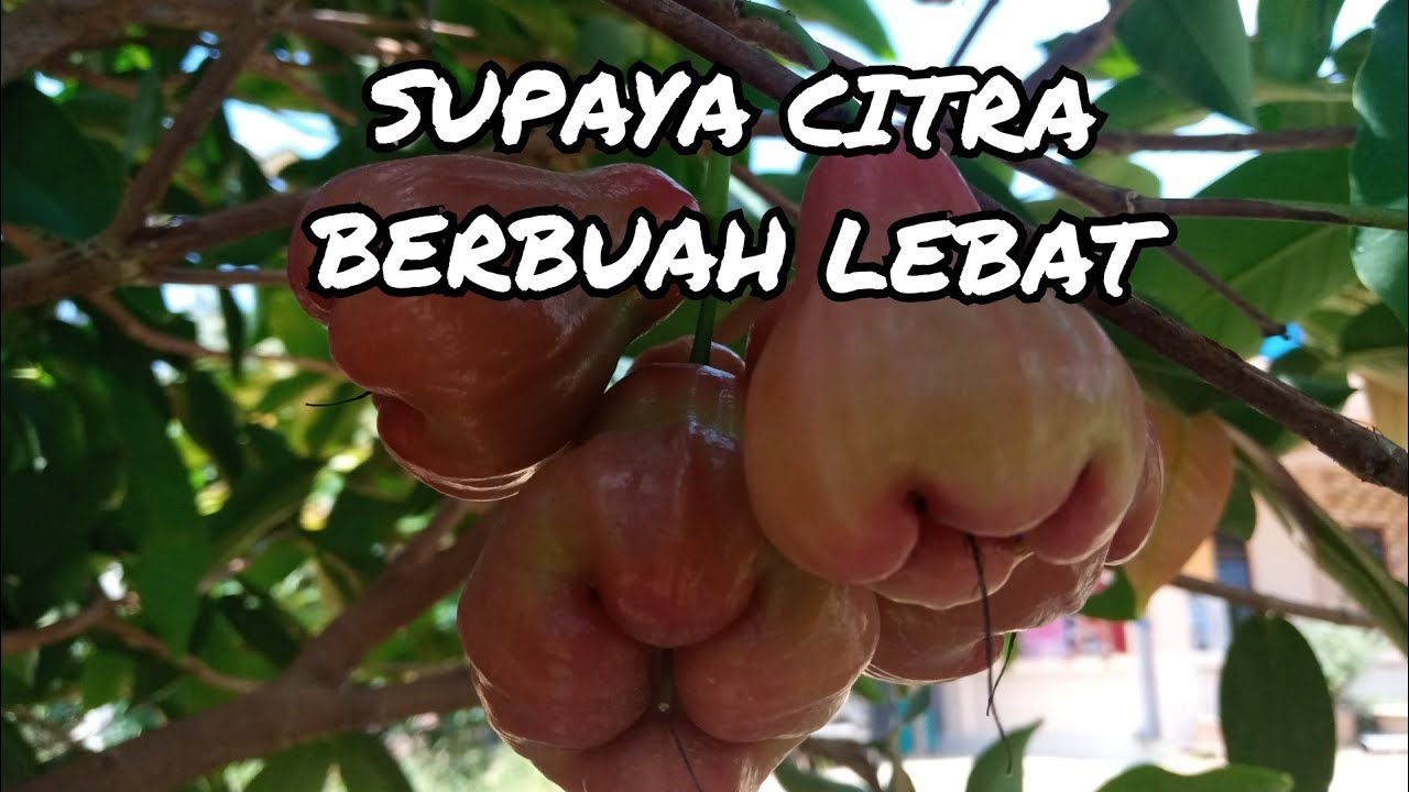 CARA JAMBU CITRA SUPAYA BANYAK BUAHNYA