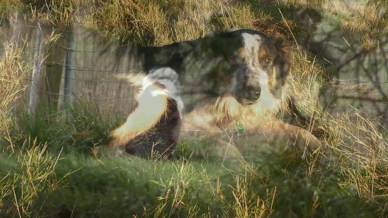 Border Collie Rescue - CollieLaw