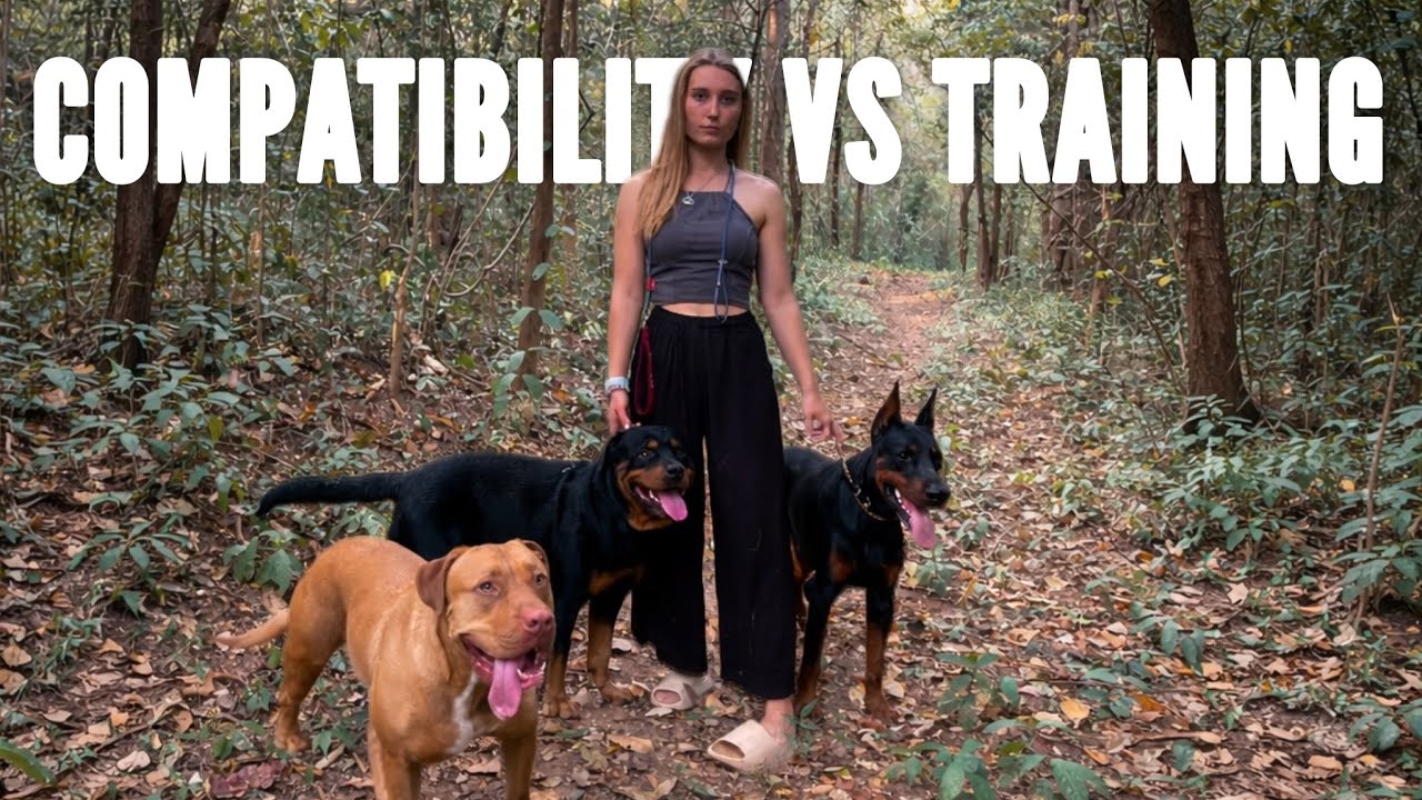 You Can’t Train Compatibility: My Hardest Adoption Experience