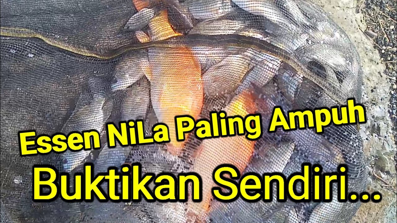 Bongkar Resep Essen Nila liar ||| media lumut paling jitu dan ampuh..@ remon prasetyo