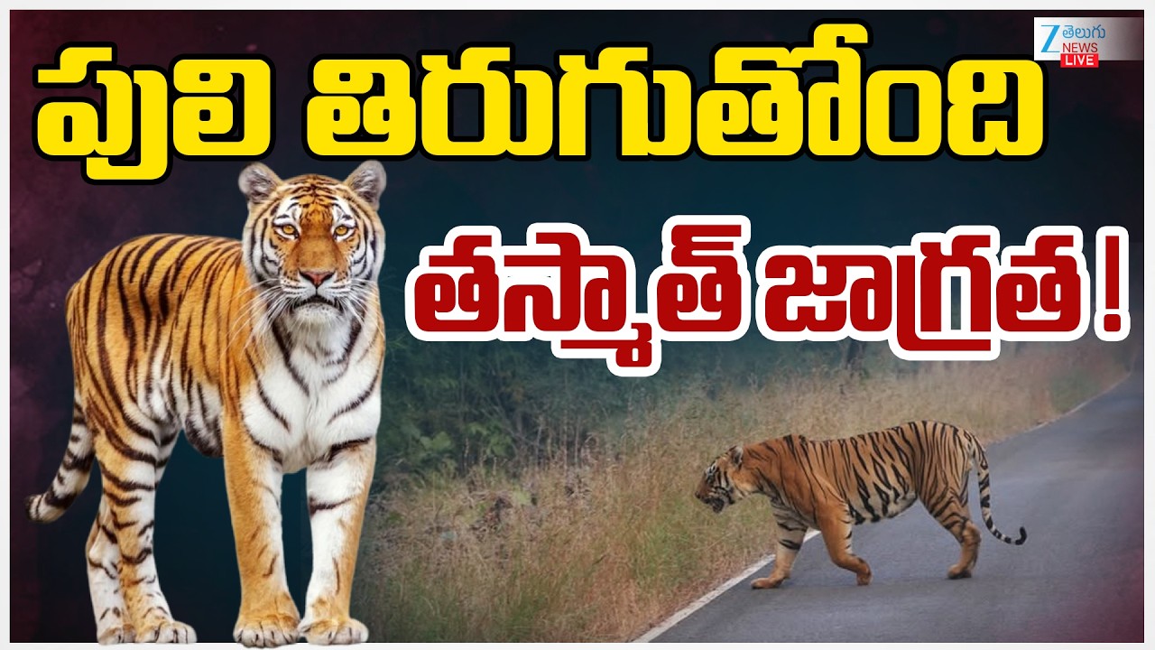 LIVE: Tiger Hulchal At Bhadradri Kothagudem | Telangana | పులి తిరుగుతోంది తస్మాత్‌ జాగ్రత ! | ZEE