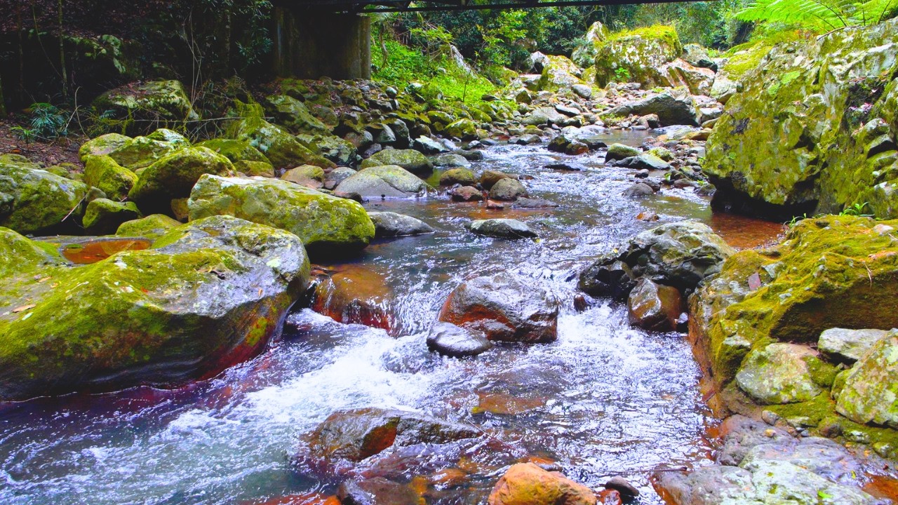 11:11 Hours Rainforest Stream Sounds Relaxing Water & Forest Ambience for Sleep, Study & Meditation