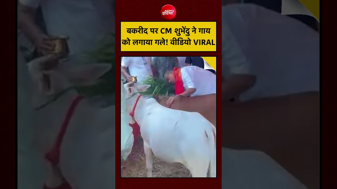 Viral Video | Eid al-Adha | Bakrid पर CM Suvendu Adhikari ने गाय को लगाया गले! | #viralnews #shorts