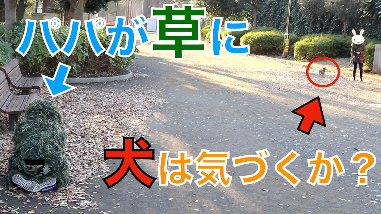散歩中に突然、いないはずのパパが草になっていたら犬はいつ気づくのか？【トイプードル】
