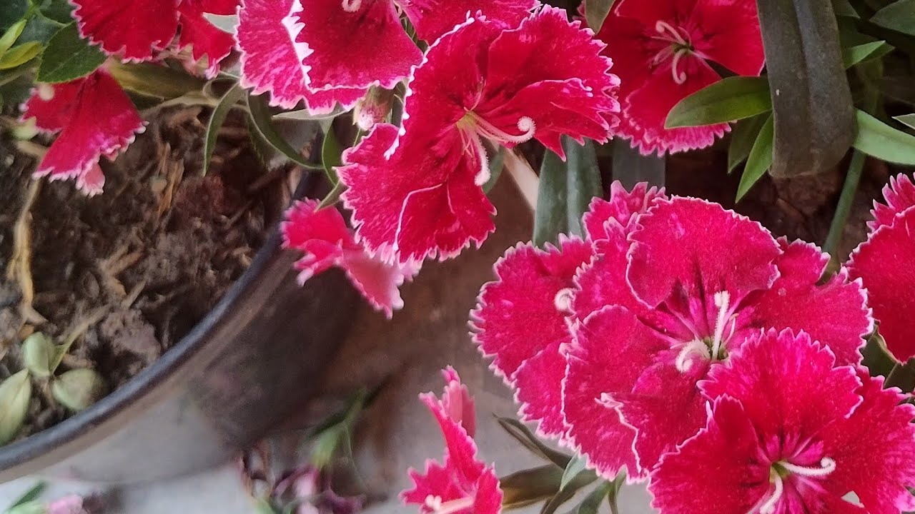 Moss rose ,Portulaca plant ko thik  kare taki summer may khub flower mele #like 