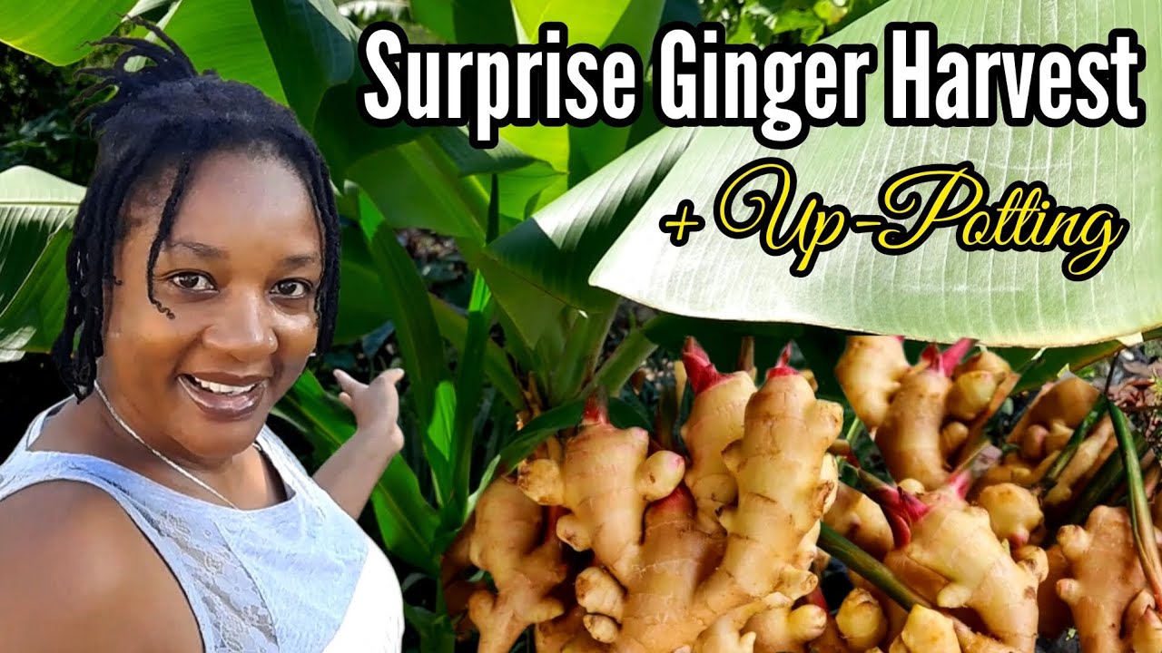 Surprise Ginger Harvest 🫚 + How to Grow Ginger in a Container