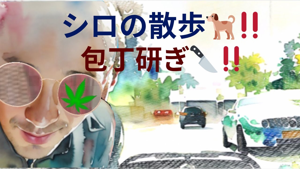 シロの散歩🐕‼️＆包丁研ぎ‼️