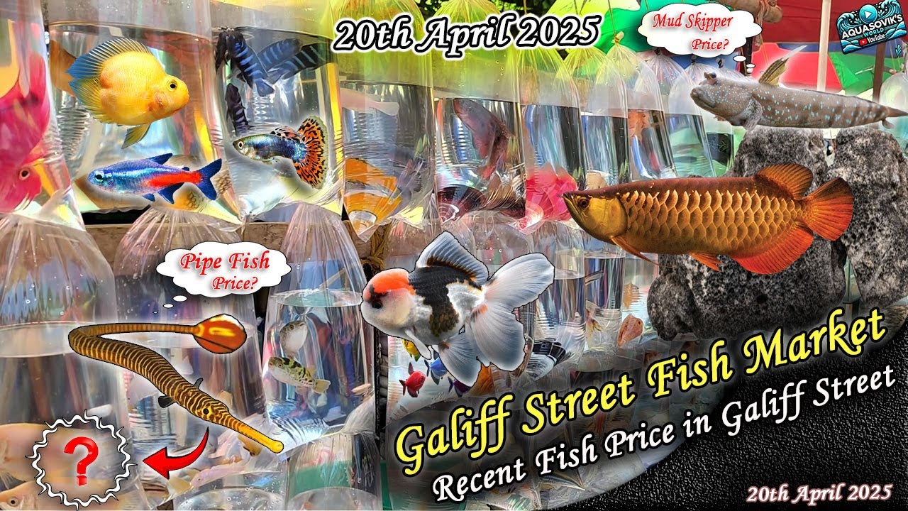 Kolkata Galiff Street Fish Market Recent Video | Recent Fish Price In Galiff Street | 20.04.2025
