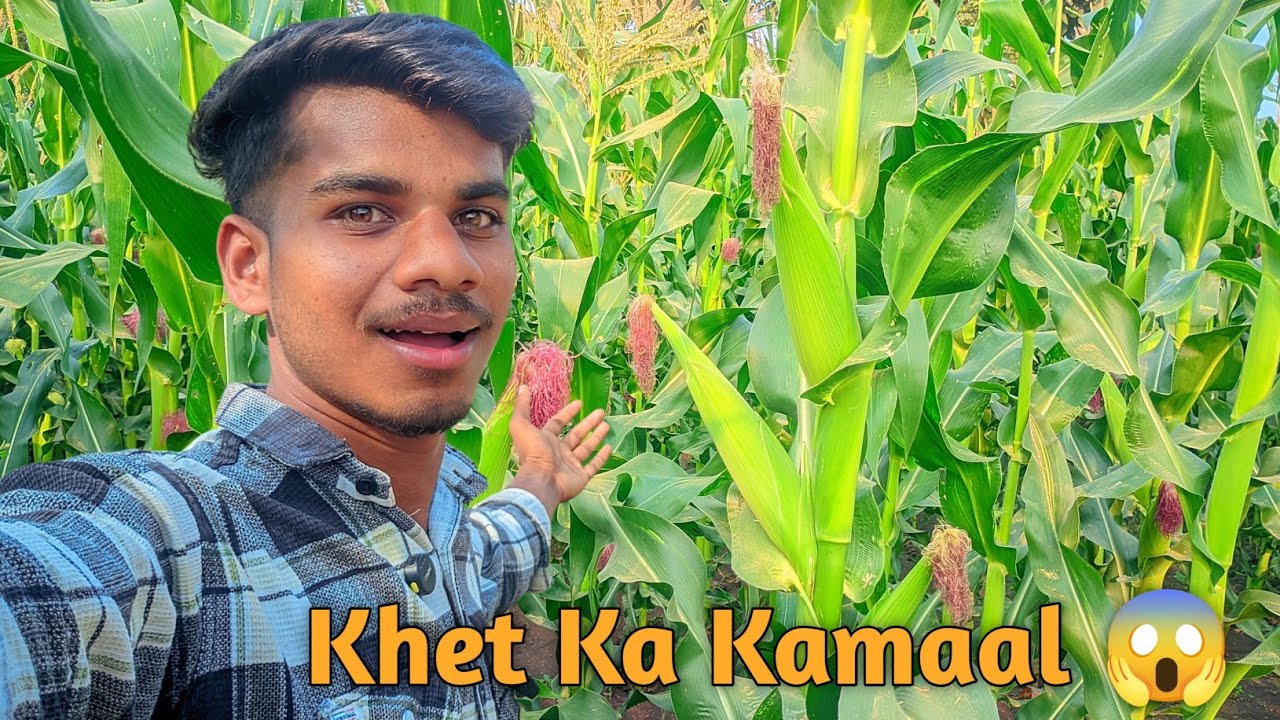 Hamare Khet Ki Makka 🌽 Me Ek Saath 5 Bhutte! Socha Bhi Nahi Tha 😲🔥