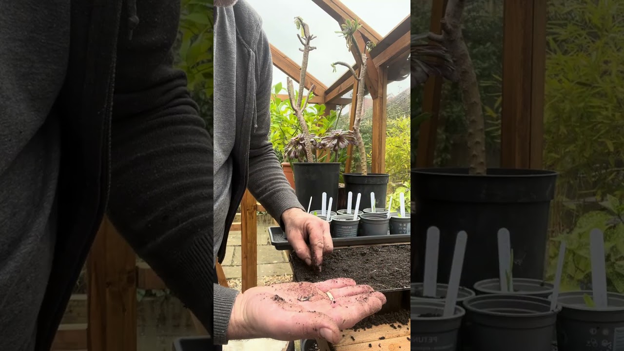 How to plant flower seeds for beginners 