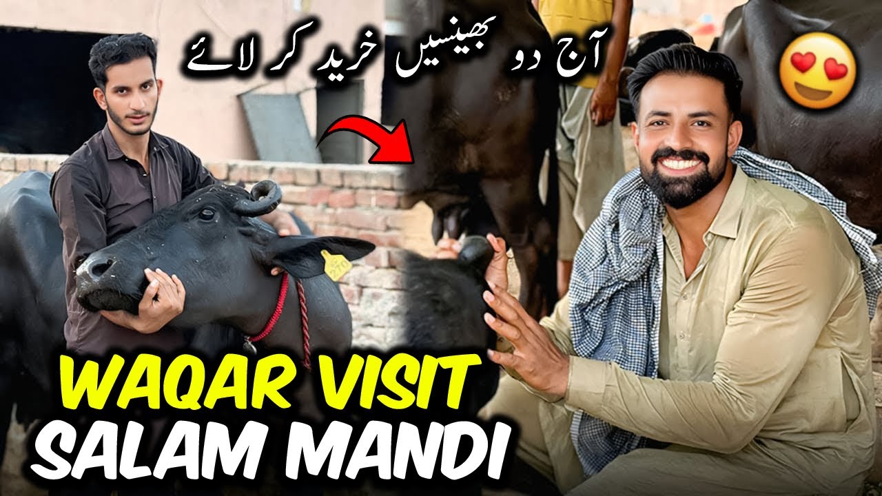 Waqar Bhinder Visit Salam buffalo Mandi 🐃 | الحمدللہ آج دو بھینسیں خرید کر لائے