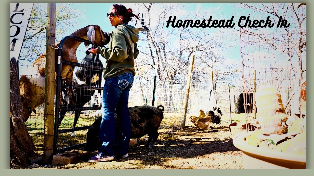 Homestead Check In - Valentines Day Crazy Pigs