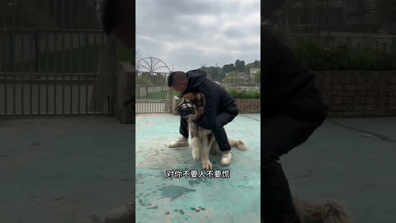 新来的学员第一次盘大头，脾气可不小直接跳起来咬，然后他就抱着它跳了个舞😂😂#贵阳训犬学校 #贵阳训犬师 #阿拉斯加 #萌宠出道计划 #宠物训练
