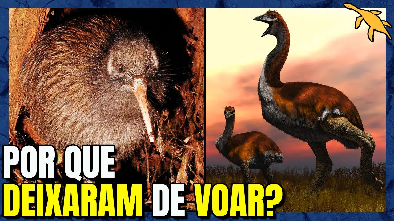 A EVOLUÇÃO INSANA das AVES que NÃO VOAM! (Paleognatas; Ratitas)