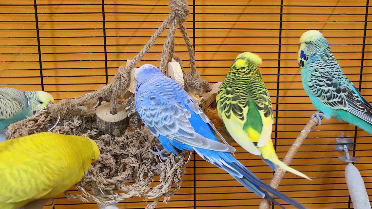 7 hours of budgie sounds to keep your pets in happy bird company