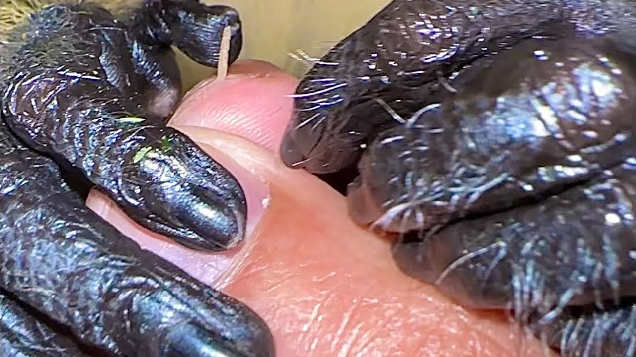 ASMR Monkey Grooming Soothing Oddly Satisfying (Sounds To Stimulate Your Brain)