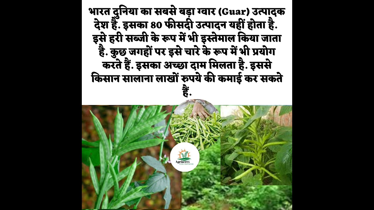 #Guar#agriculture #shots #farming #trending