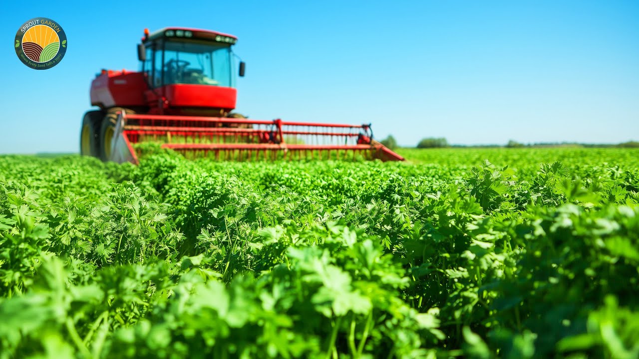 How American Farmers Harvest 121 Million Pounds of Parsley by Machine | Farming Documentary