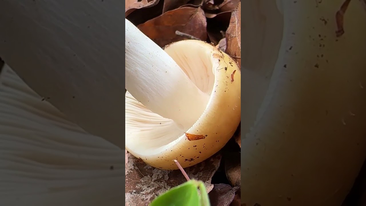 #russula #t&auml;ubling #t&auml;ublinge #t&auml;ublingefinden #pilzesammeln #pilzwanderung #pilze #pilzebestimmen