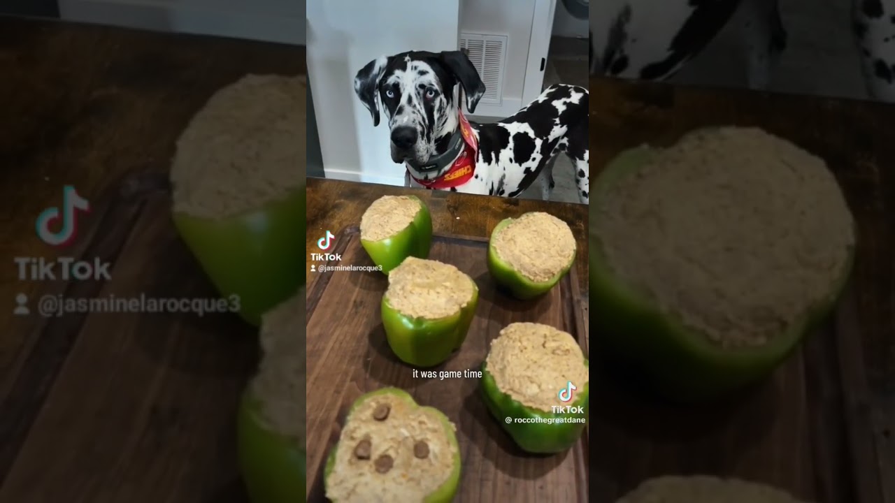 Spoiled Danes 🤣🐶! #love #family #greatdanelove #greatdane #white #black #tiktok #tiktokvideo #short