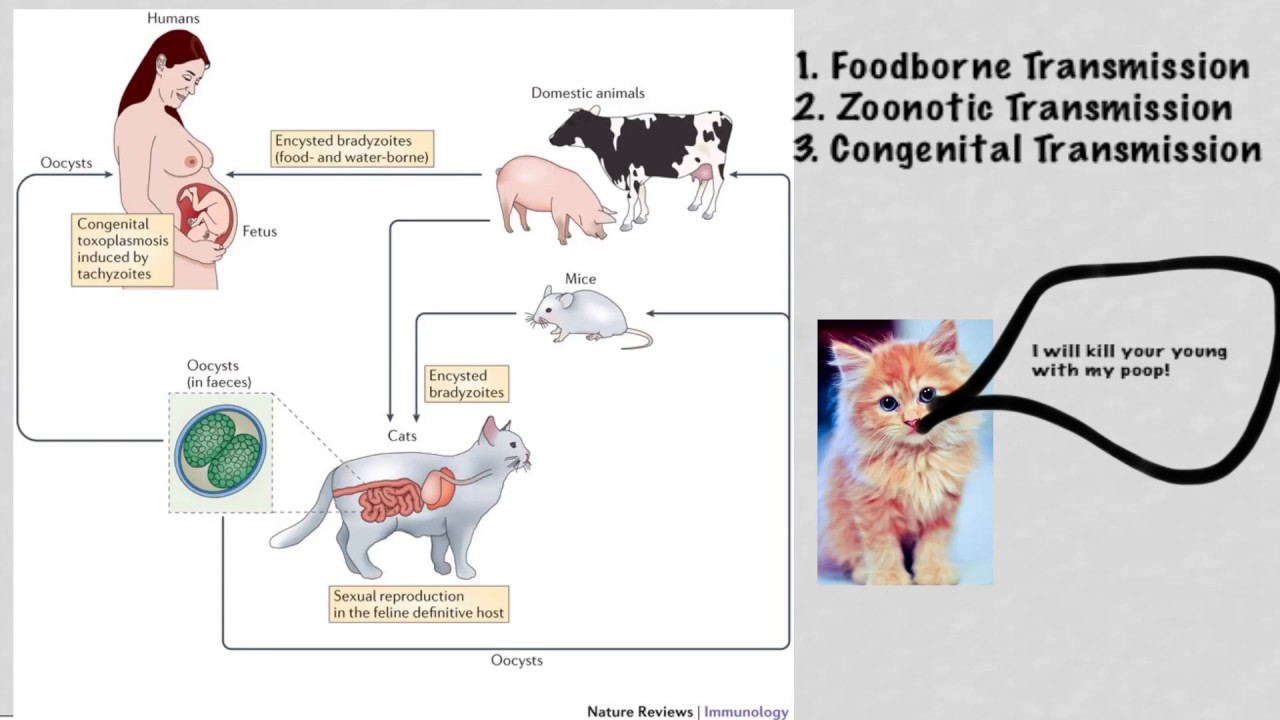 Toxoplasma gondii